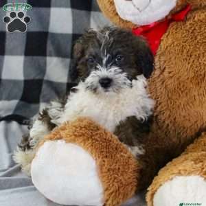 Bentley, Portuguese Water Dog Mix Puppy